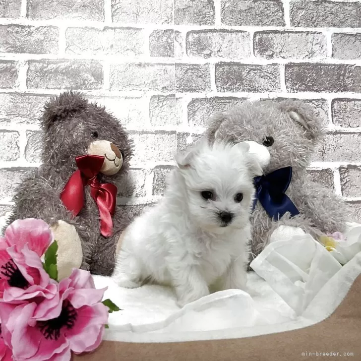 child img 1 c287352eaf82.jpg